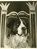 Source: Vincent M. Jolivet and D.H. Kennedy, Engineering Essay: Dawson College, 1945-1950. Queen of Dawson College: Betty, the Saint Bernard dog.